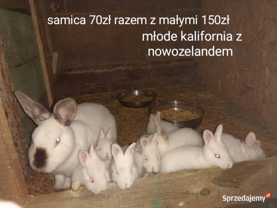 Króliki na sprzedaż kilka ras Złotki sprzedam
