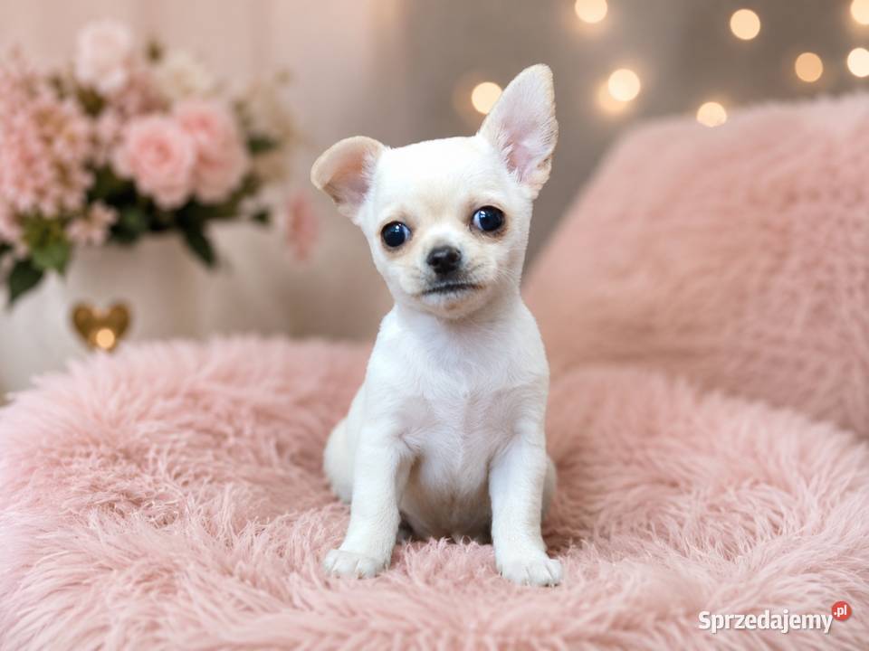 Chihuahua krótkowłosa kremowa sunia ZKwP FCI sprzedam