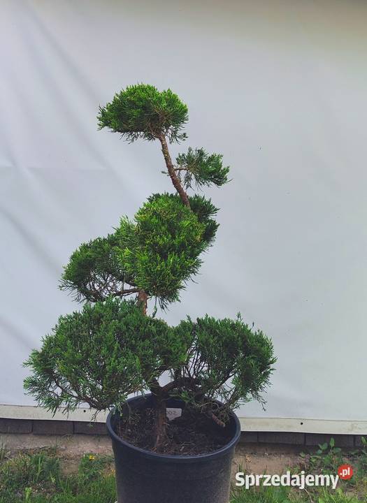 Bonsai Niwaki jałowiec sabiński TAMARISCIFOLIA podkarpackie sprzedam