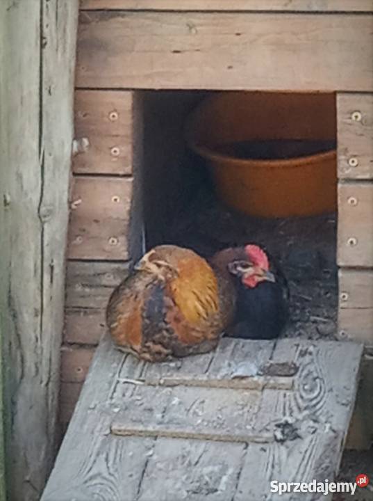 kogut zielononóżki kuropatwianej sprzedam warmińsko-mazurskie Giżycko