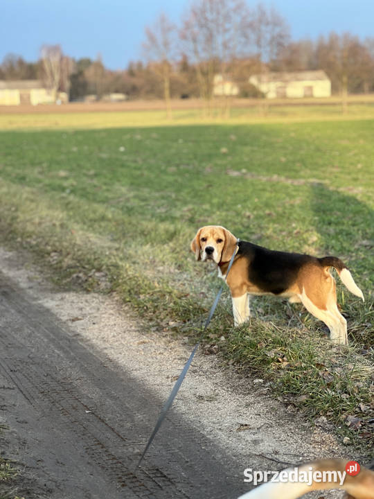 Beagle pies Związek Kynologiczny FCI w Polsce Warszawa