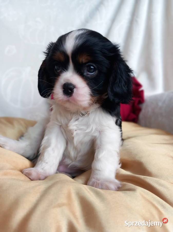Cavalier King Charles Spaniel Cavalier King Charles Spaniel Strzelce Opolskie