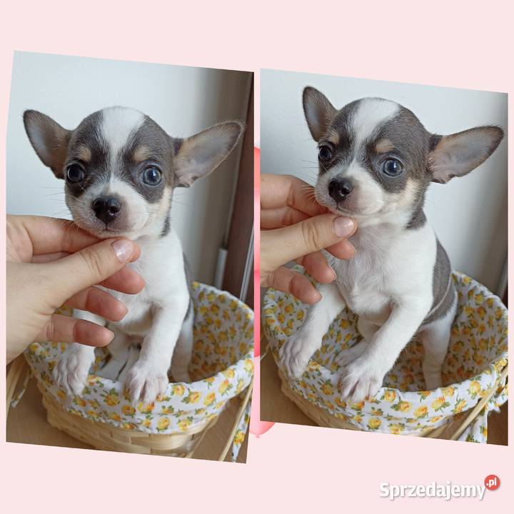 Piesek Chihuahua krótkowłosy niebieski blue Bełchatów sprzedam