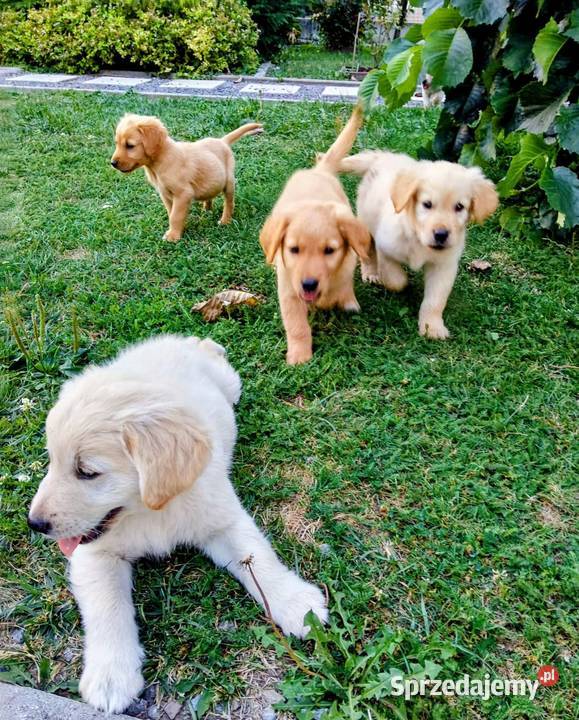 Golden retriever suczka Chodków Stary