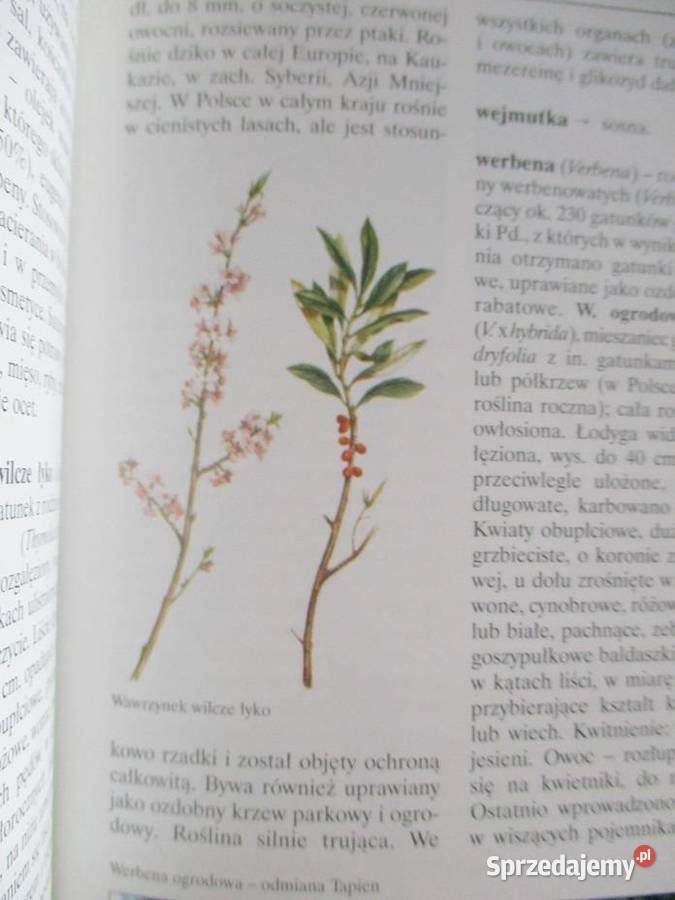 Leksykon roślin ozdobnych i użytkowych leksykon dom i ogród łódzkie Łódź
