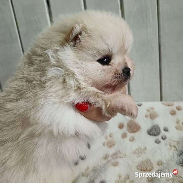 Reproduktor SZPIC MINIATUROWY pomeranian Tarnowskie Góry