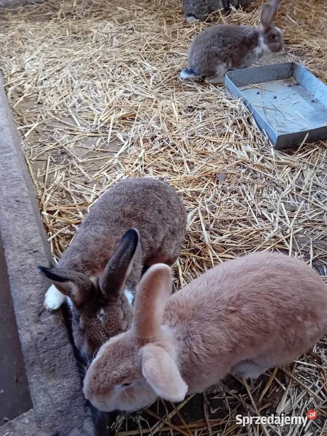 Króliki Giełda zwierząt Tomaszowice-Kolonia sprzedam
