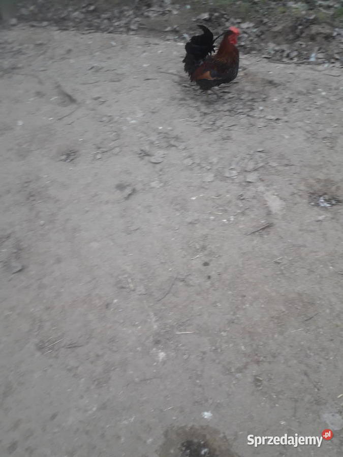 Kogutki male i średnie świętokrzyskie Czarnocin