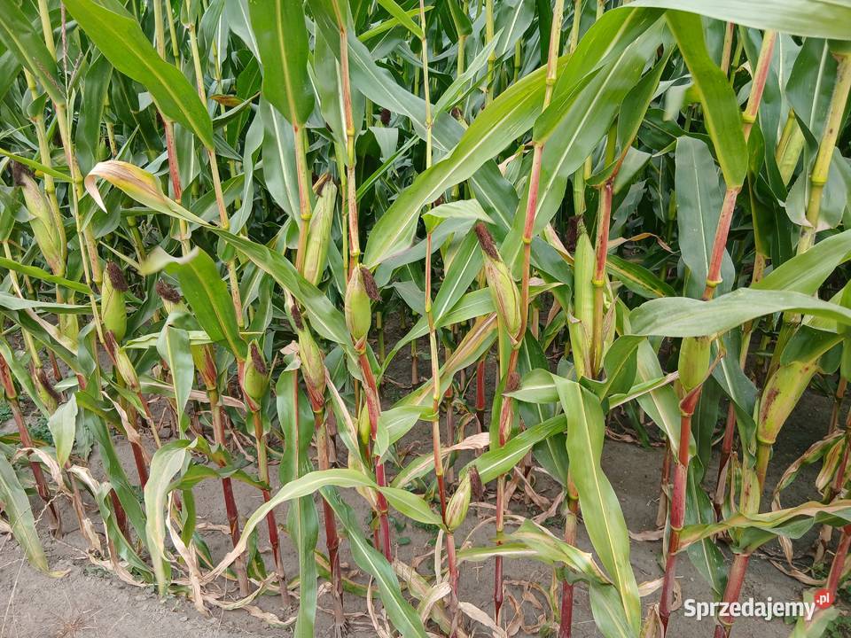 Sprzedam kukurydzę na kiszonkę Nakło nad Notecią