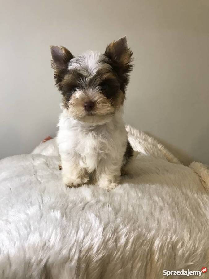 York biro piesek got do odbioru pomorskie Chojnice sprzedam