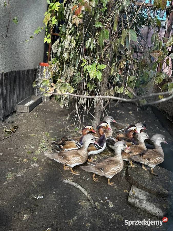 Kaczki Mandarynki małopolskie sprzedam