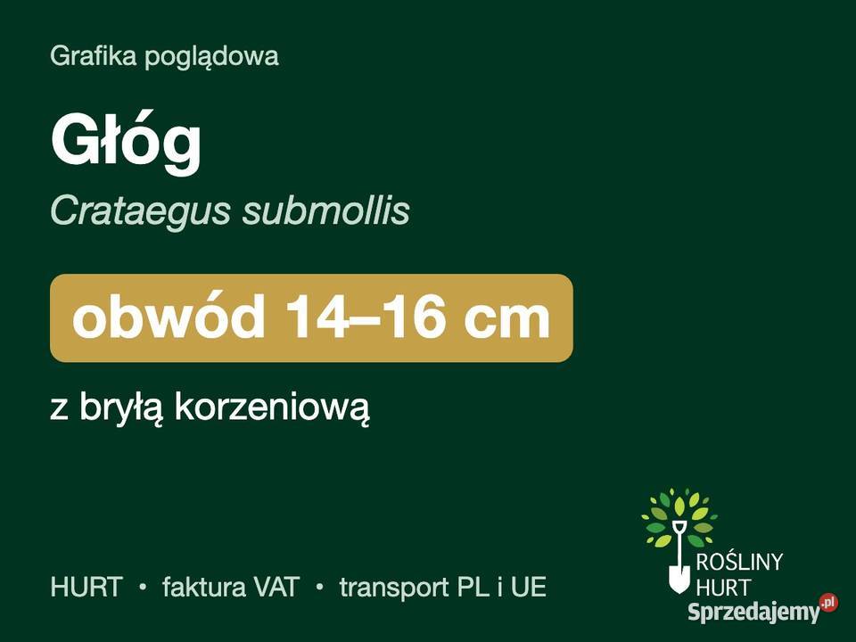 Głóg Crataegus submollis obwód 1416 z bryłą HURT