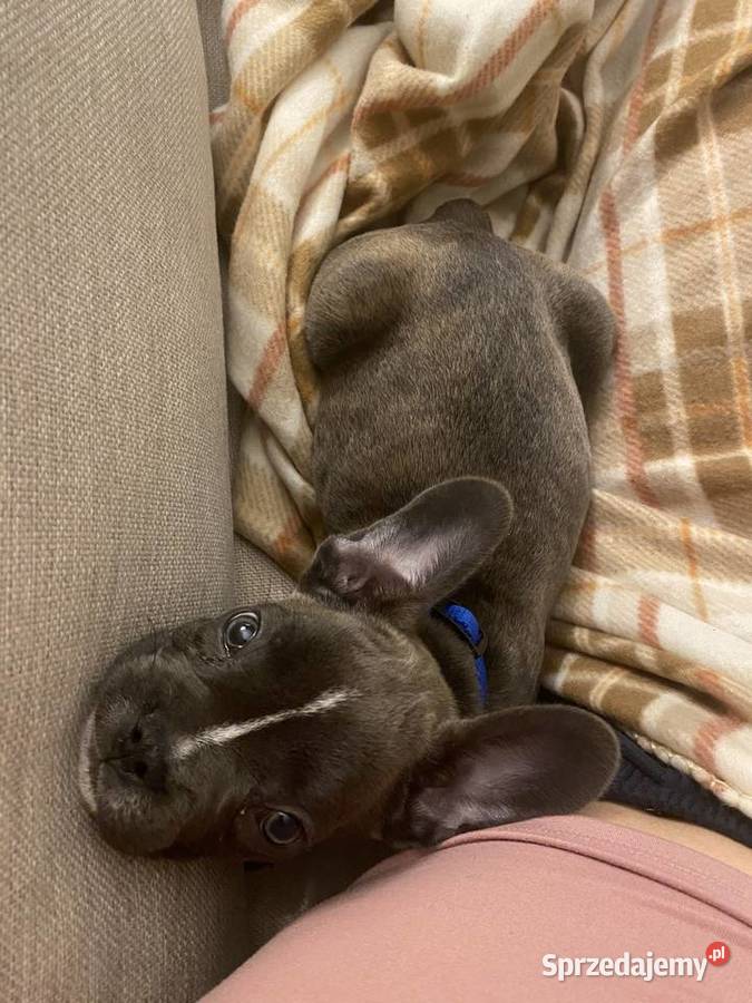 Buldog francuski wszystko co potrzebuje Zwierzęta