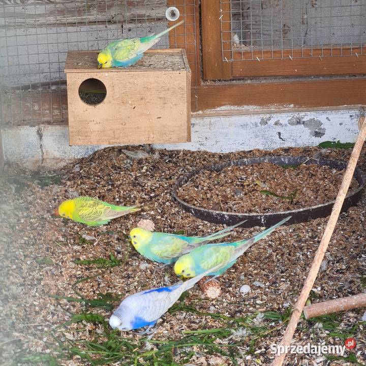 Nimfy faliste nierozlaczki Szymanowice