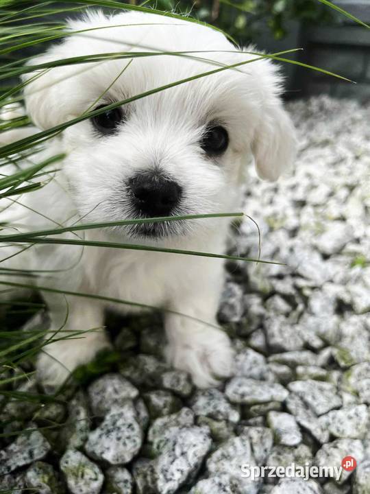 Maltańczyk Suczka Trzydnik Duży