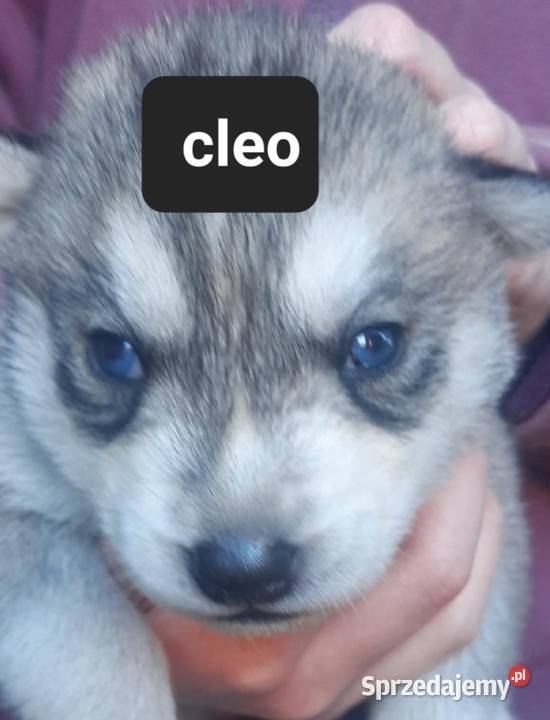 Syberiany husky mlode Reda