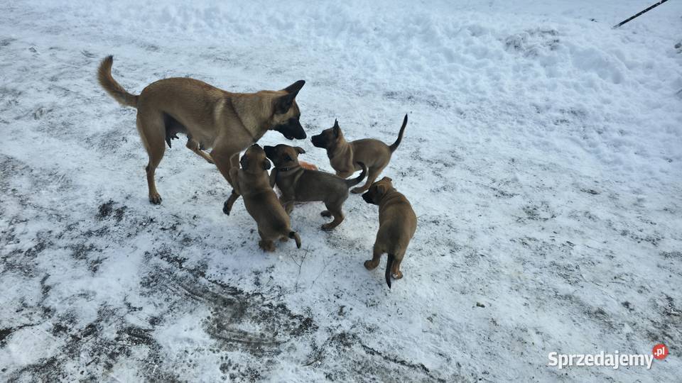 Owczarek belgijski łódzkie Skierniewice