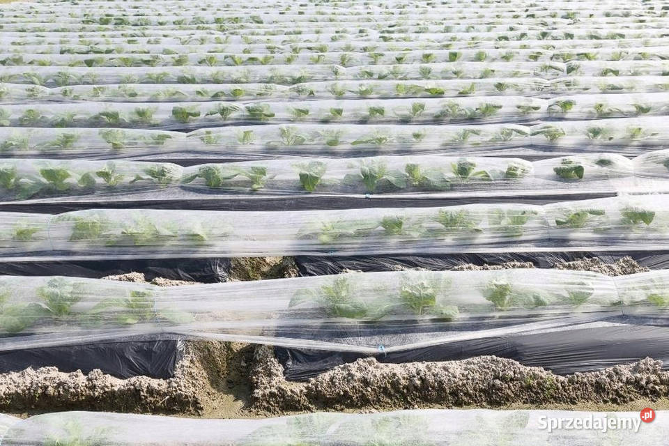 Agrowłóknina wiosenna biała 32x100m 23g Polska Cieśle