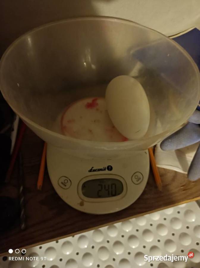 Jaja gęsie duże2 żołtkowe Hodowla drobiu