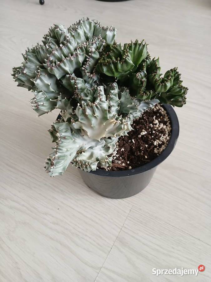 Euphorbia Lactea White Ghost Cristata Dom i Ogród Częstochowa