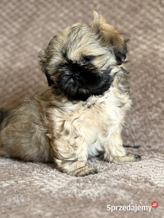 Szczenięta shih tzu Korzeńsko