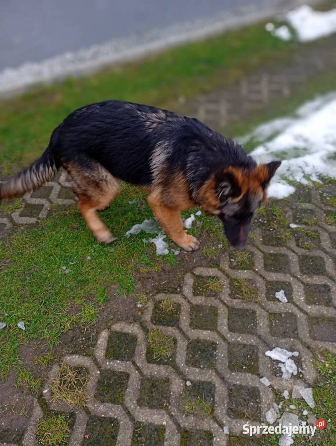 Owczarek niemiecki wielkopolskie