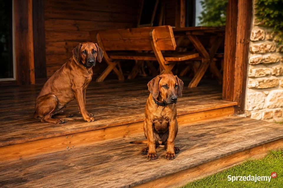 Szczenięta rhodesian ridgeback rodowodowe ZKwP Rzeszów