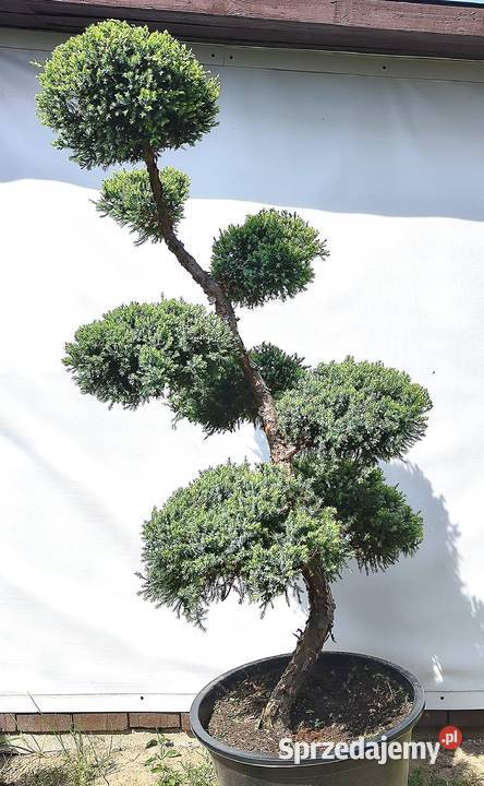Bonsai Niwaki Jałowiec Holger Bonsai