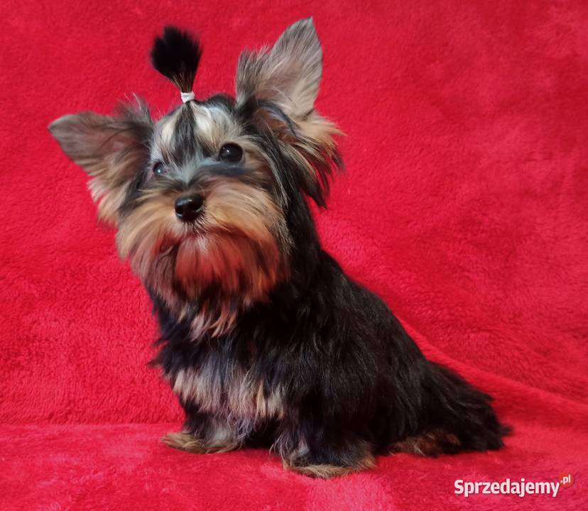 Amir Sweet Boy Do odbioru piękny czarny YORK Wrocław