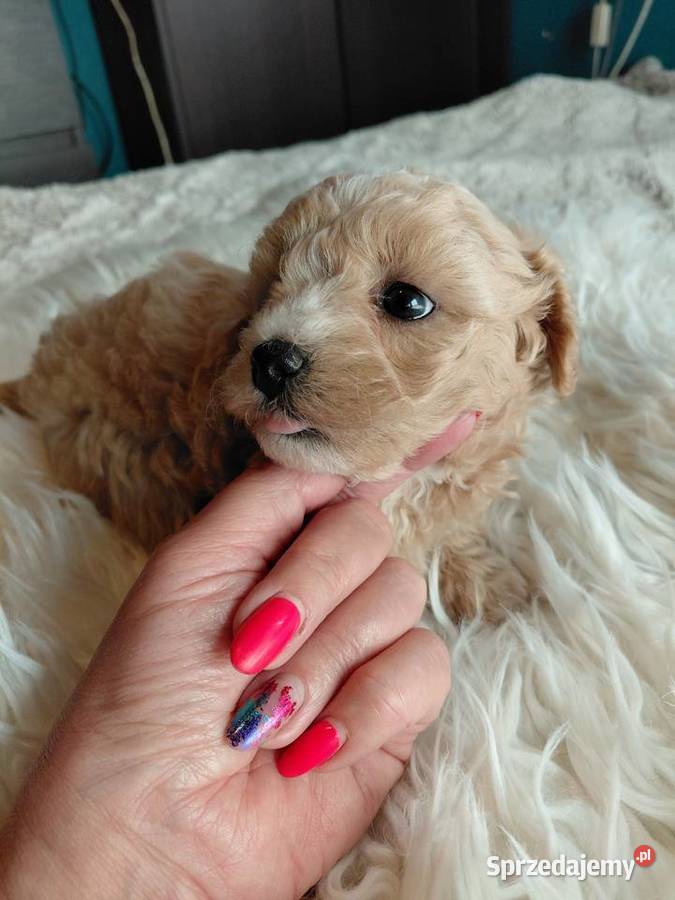 Maltipoo piesek