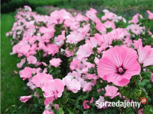 Malwa czarna Nasiona jadalna odmiana Nowy Sącz