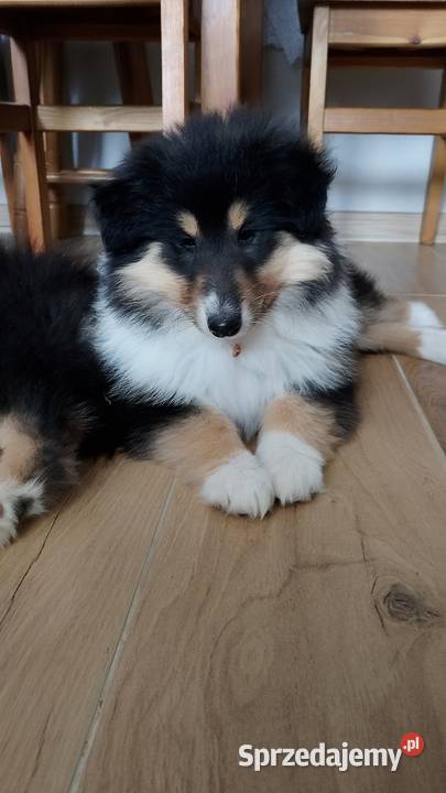 Owczarek szkocki collie ZKwP FCI Garwolin