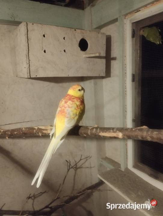 Para świergotek z 2024 podkarpackie