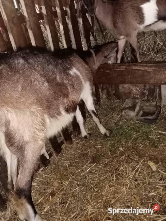 Sprzedam kozę z mlekiem sprzedam
