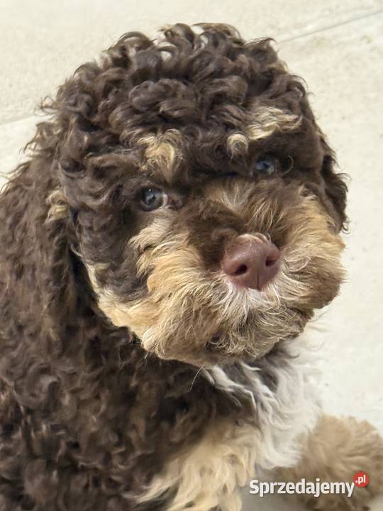 Lagotto Romagnolo pies na trufle DOGOTERAPIA Szczecin