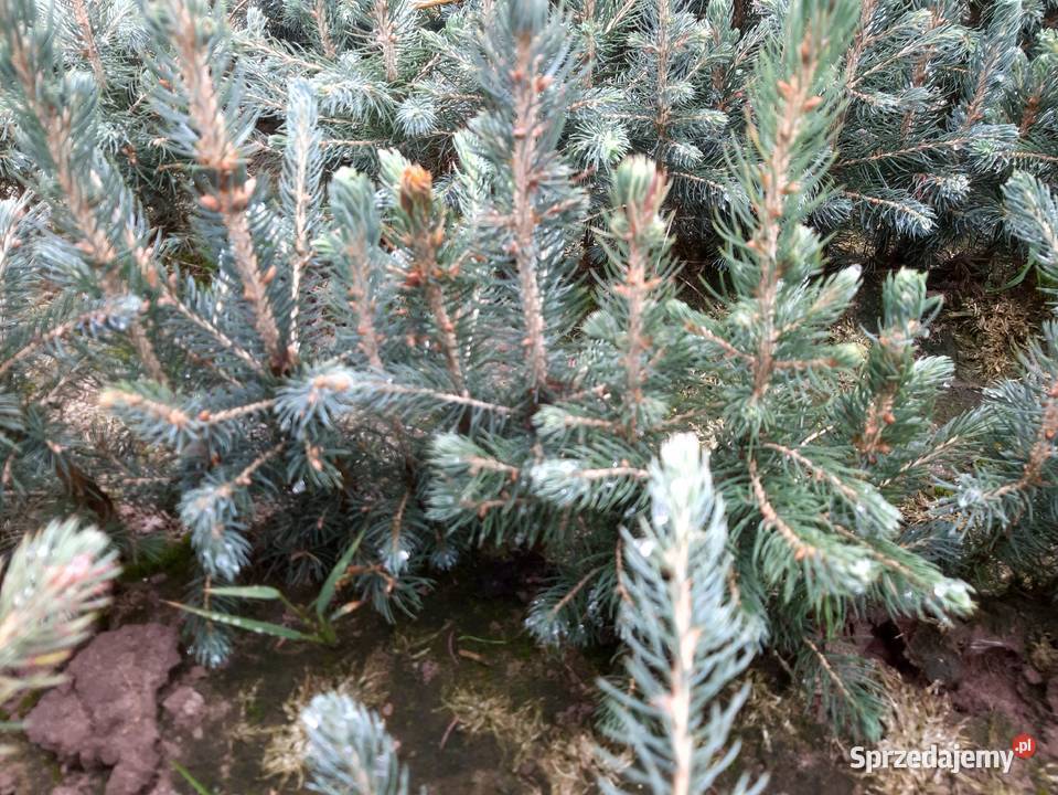 Świerk srebrny 15 25 Choinki sadzonki Szczecinek sprzedam