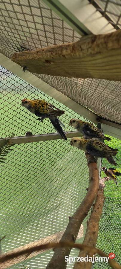 Rozella bladogłowa rozelle Bielsko-Biała