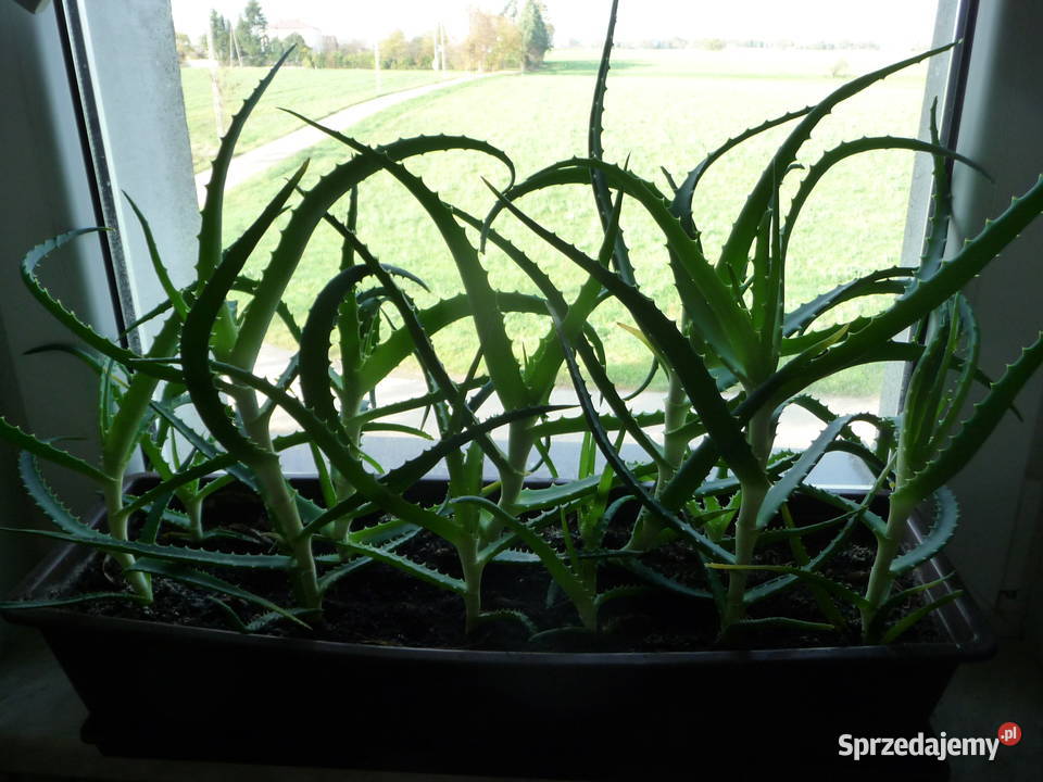 Kwiat doniczkowy aloes leczniczy Skoczów