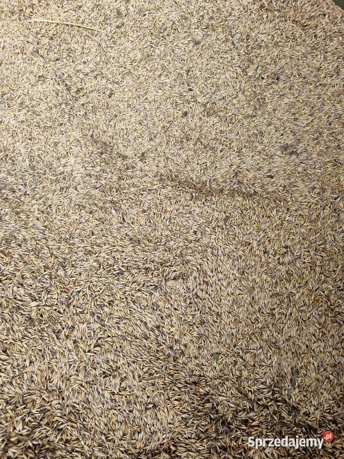 Gryka nasiona eko Krosno