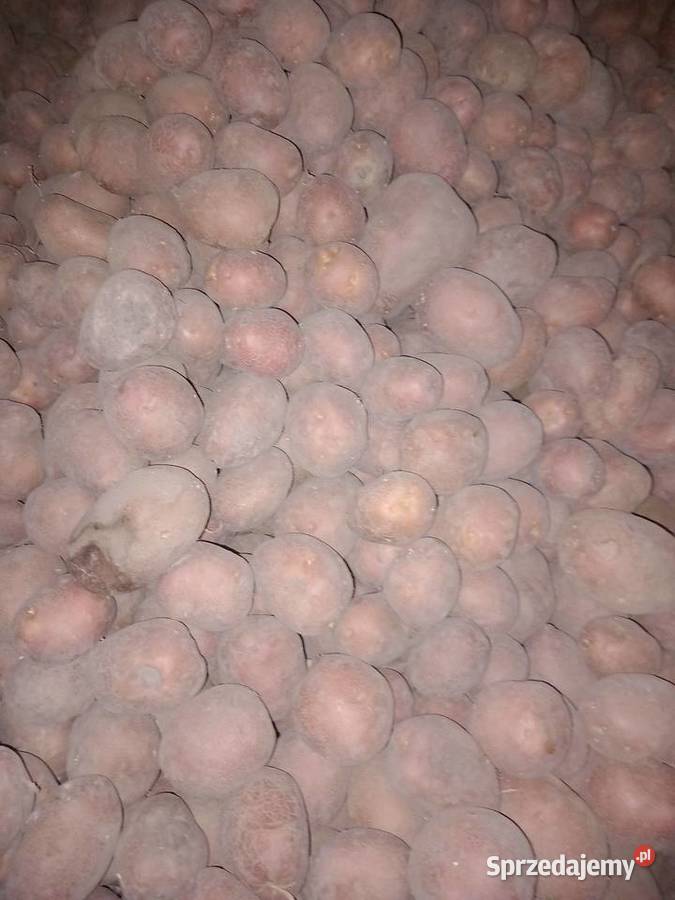 Ziemniaki jadalne ballarosa Wierzchowina