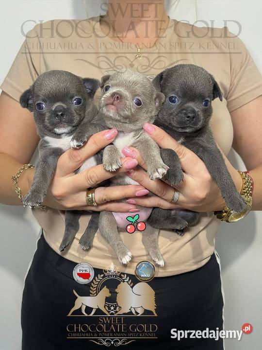 Reproduktor chihuahua Lilac badania DNA sprzedam