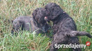 Czarny Terier Rosyjski szczenięta z rodowodem opolskie Opole