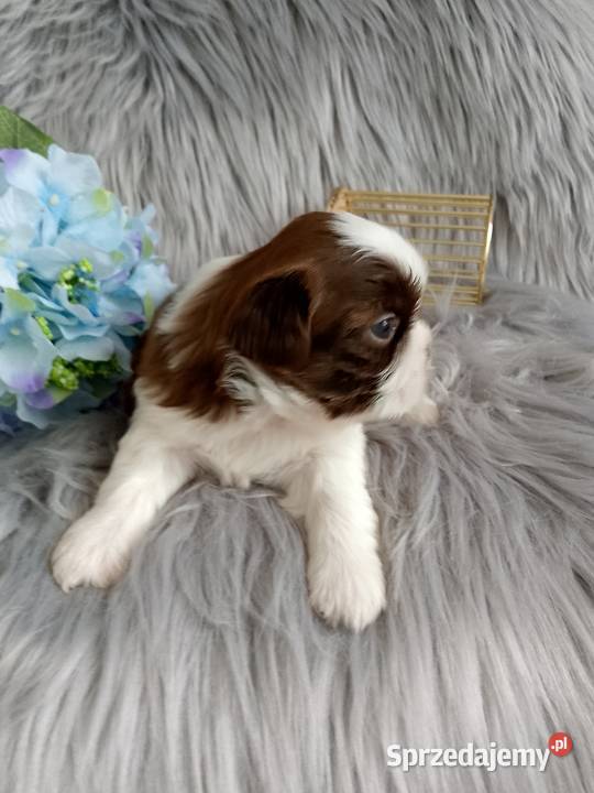 Biało czekoladowy piesek rasy ShihTzu opolskie