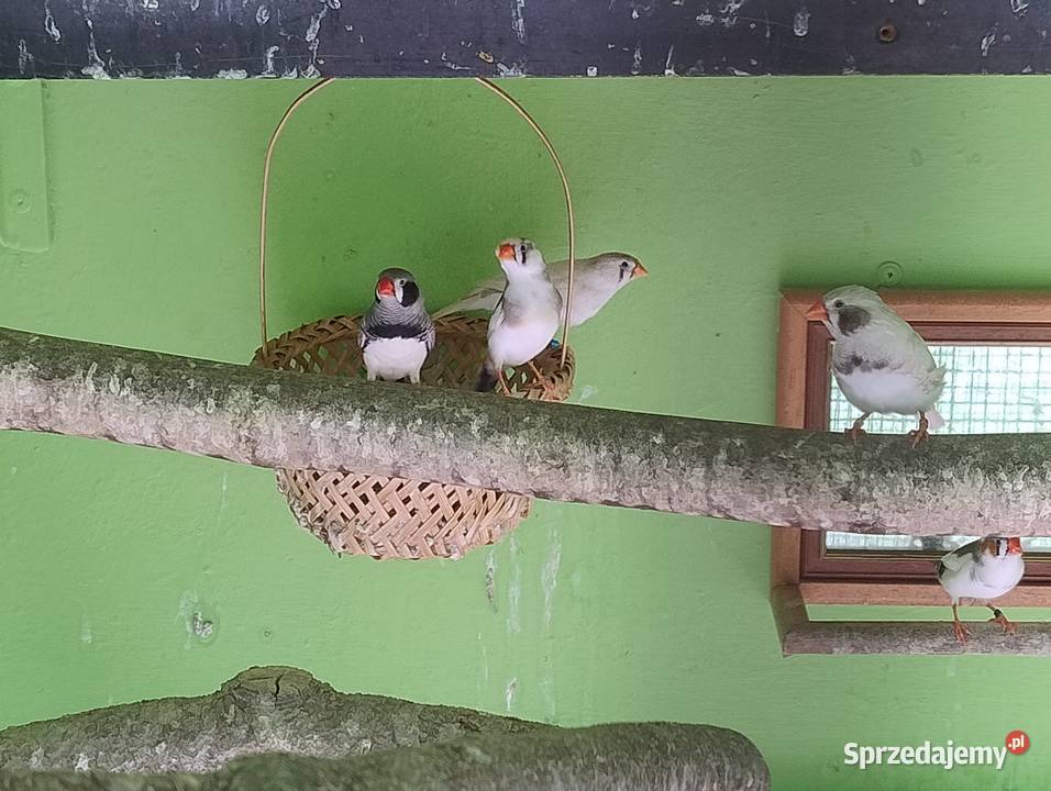 Zeberki austraulijskie śląskie Blachownia