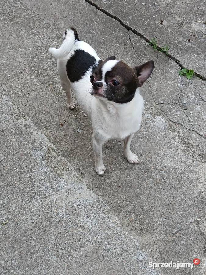 Sprzedam chihuhua Kijaszkowo