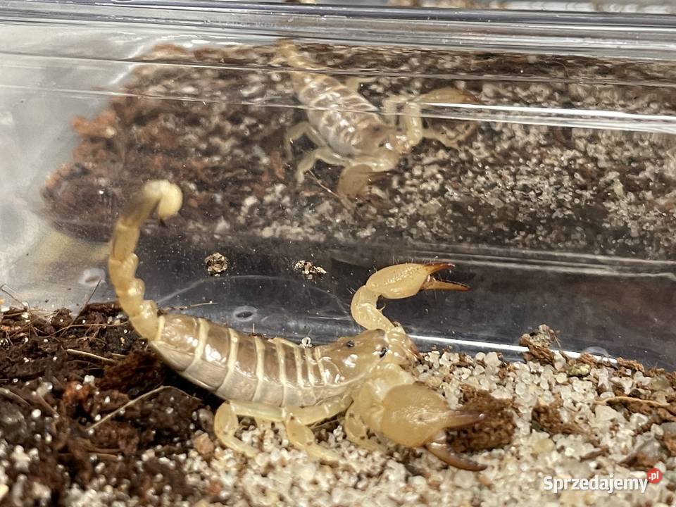 Scorpio maurus palmatus Gliwice sprzedam