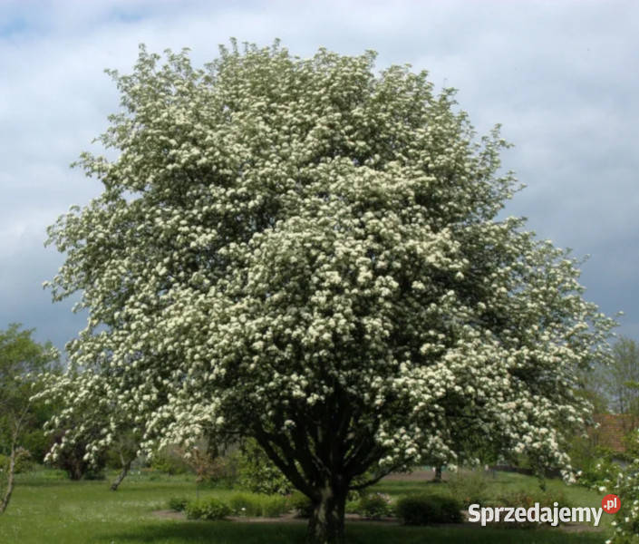 JARZĄB SZWEDZKI Sorbus intermedia NASIONA 500 kujawsko-pomorskie Lubanie