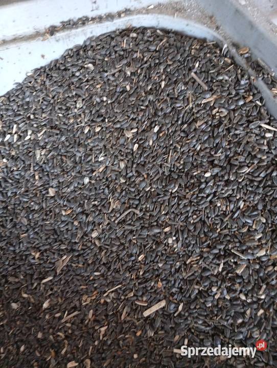 słonecznik ziarno ptaków gołębi czarny Bończa sprzedam