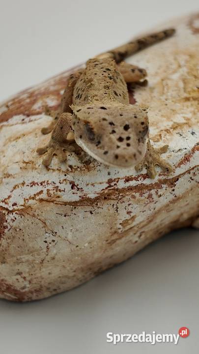 Gekon orzęsiony Red dalmatian 2 kolory kropek Olsztyn sprzedam