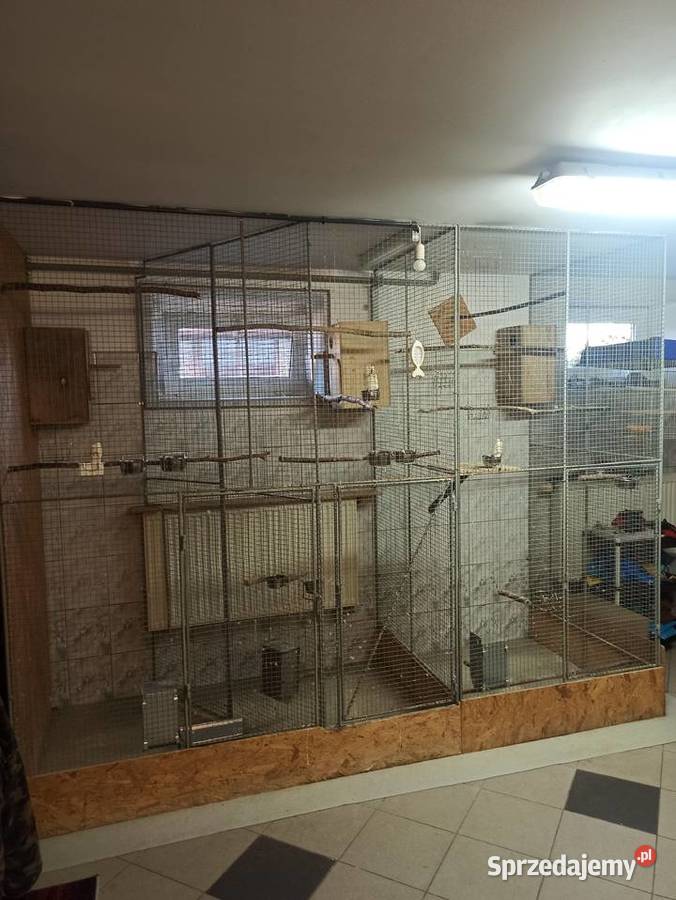 Świergotki 2025 Zwierzęta